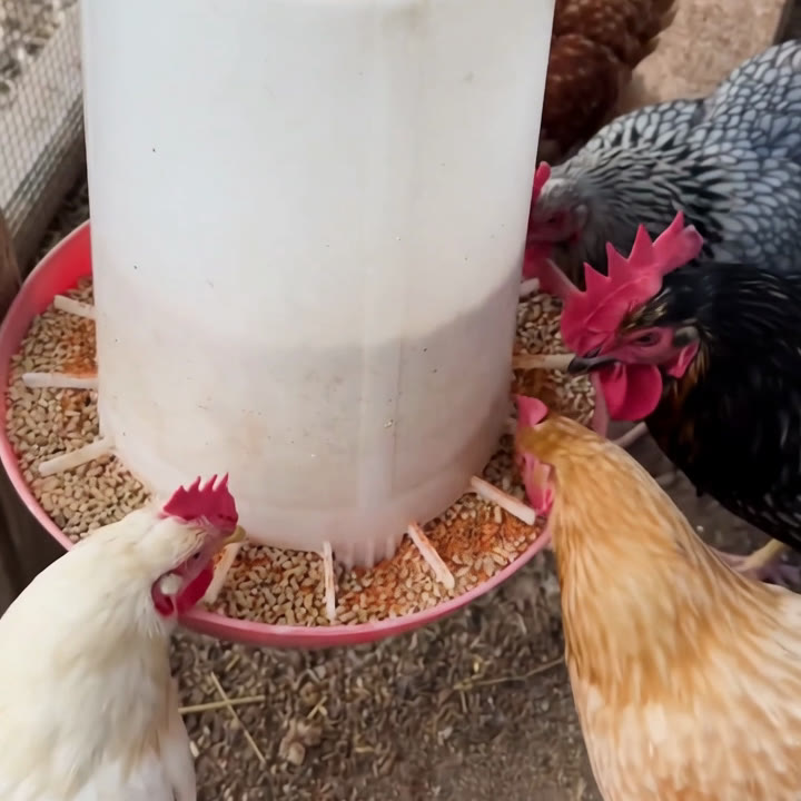 3 beneficios que Pura Gallina le da a tus gallinas